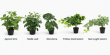 DD Blake 2 Door Mobile Planter Storage